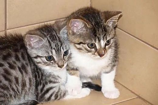 Maciuś i Calineczka do adopcji!!!, łódzkie Łódź