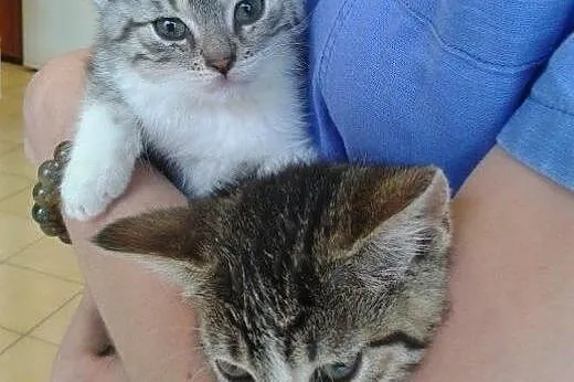 Maciuś i Calineczka do adopcji!!!,  łódzkie Łódź