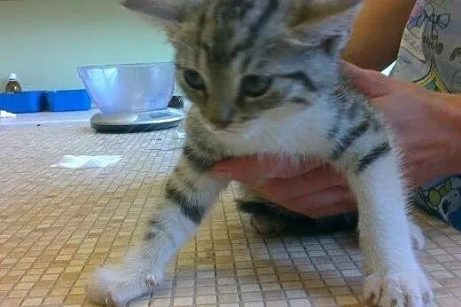 Maciuś i Calineczka do adopcji!!!,  łódzkie Łódź
