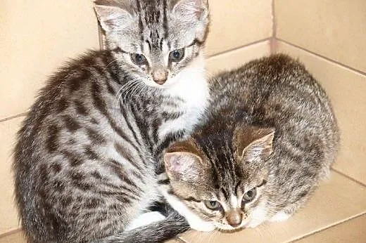 Maciuś i Calineczka do adopcji!!!,  łódzkie Łódź