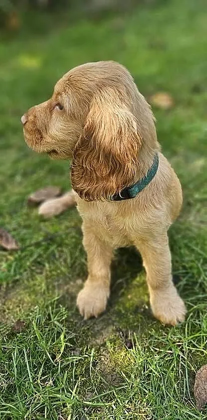 Cocker Spaniel Angielski, Małopolskie, Przyszowa