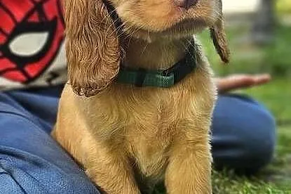 Cocker Spaniel Angielski, Małopolskie, Przyszowa