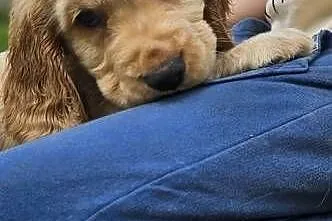 Cocker Spaniel Angielski, Małopolskie, Przyszowa