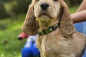 Cocker Spaniel Angielski, Małopolskie, Przyszowa