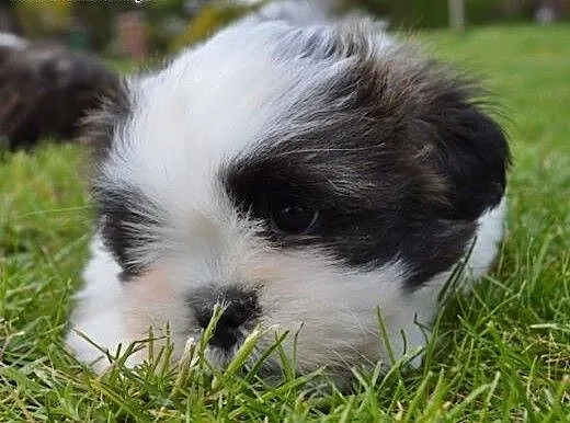 Pieski lhasa apso - kuzyn shih tzu , rodowód ZKwP,