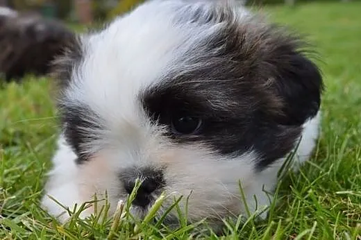 Pieski lhasa apso - kuzyn shih tzu , rodowód ZKwP,