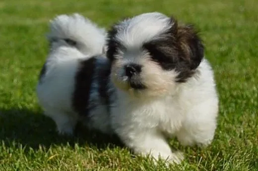 Pieski lhasa apso - kuzyn shih tzu , rodowód ZKwP,