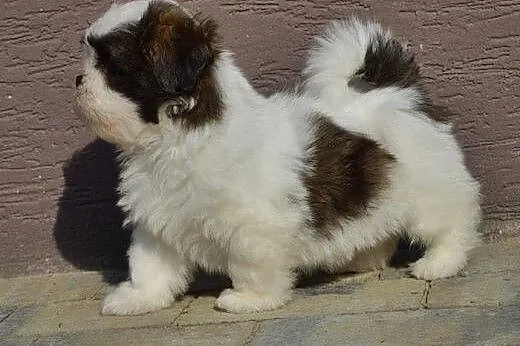 Pieski lhasa apso - kuzyn shih tzu , rodowód ZKwP,