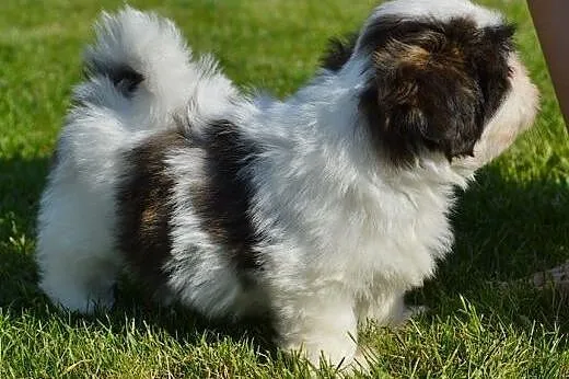 Pieski lhasa apso - kuzyn shih tzu , rodowód ZKwP,