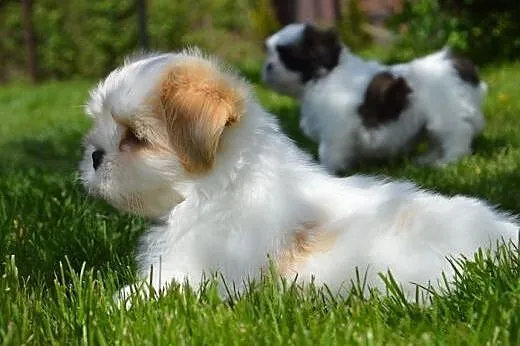 Pieski lhasa apso - kuzyn shih tzu , rodowód ZKwP,