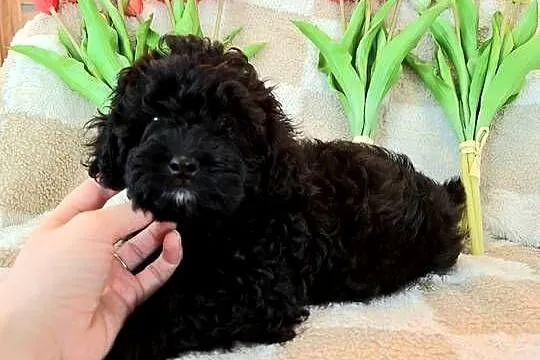 Shihpoo szczenięta szczenię jak Cavapoo Cocapoo Maltipoo