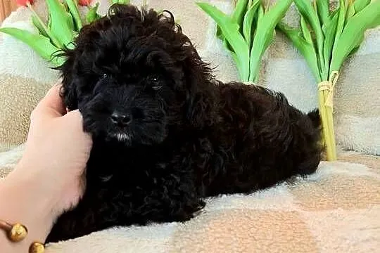 Shihpoo szczenięta szczenię jak Cavapoo Cocapoo Maltipoo, Mazowieckie, Krasne