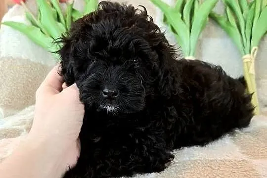 Shihpoo szczenięta szczenię jak Cavapoo Cocapoo Maltipoo, Mazowieckie, Krasne
