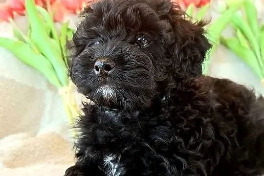 Shihpoo szczenięta szczenię jak Cavapoo Cocapoo Maltipoo, Mazowieckie, Krasne