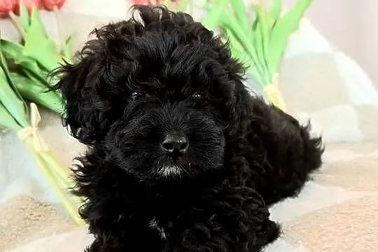 Shihpoo szczenięta szczenię jak Cavapoo Cocapoo Maltipoo, Mazowieckie, Krasne