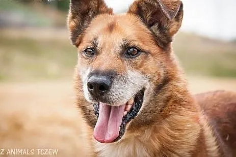 OTOZ Animals - Homer - kochany, owczarkowaty psiak czeka na dom!,  pomorskie Tczew
