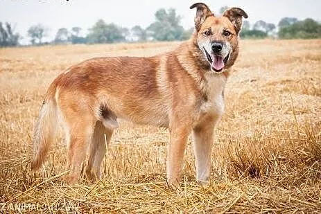 OTOZ Animals - Homer - kochany, owczarkowaty psiak