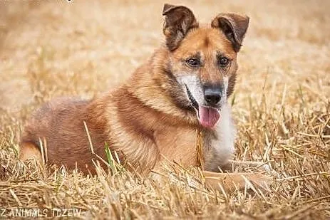 OTOZ Animals - Homer - kochany, owczarkowaty psiak