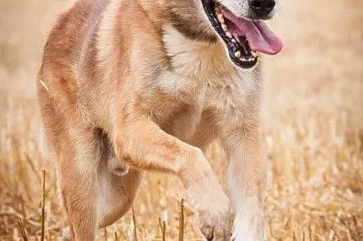 OTOZ Animals - Homer - kochany, owczarkowaty psiak
