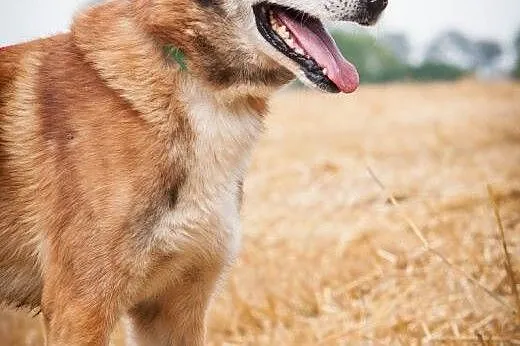 OTOZ Animals - Homer - kochany, owczarkowaty psiak