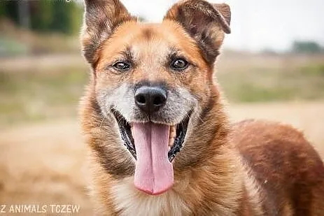 OTOZ Animals - Homer - kochany, owczarkowaty psiak