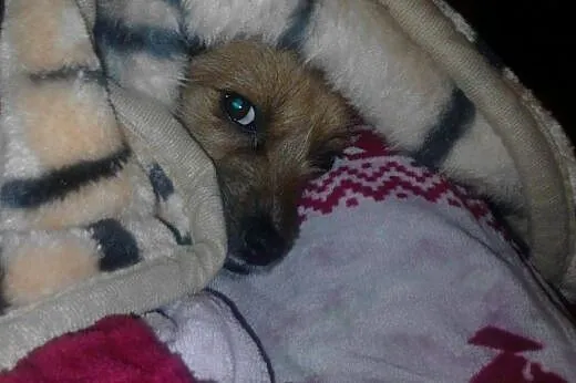 Cudna mała SUNIA PILNIE prosi o domek !,  łódzkie 