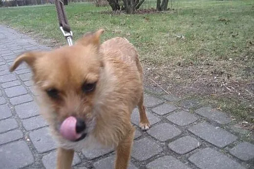 Cudna mała SUNIA PILNIE prosi o domek !,  łódzkie 