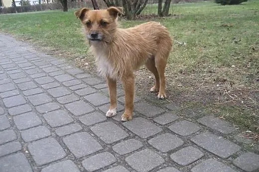 Cudna mała SUNIA PILNIE prosi o domek !,  łódzkie 