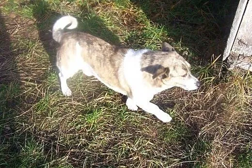 Browarek, mały psiaczek,  dolnośląskie Jelenia Gór