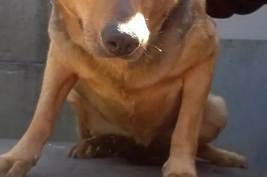 Śliczna Julka do adopcji,  mazowieckie Warszawa