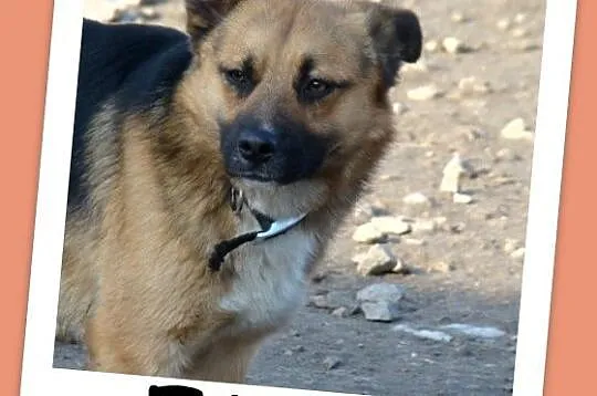 Średni 15 kg psiak EMO, przyjazny, kontaktowy,łago