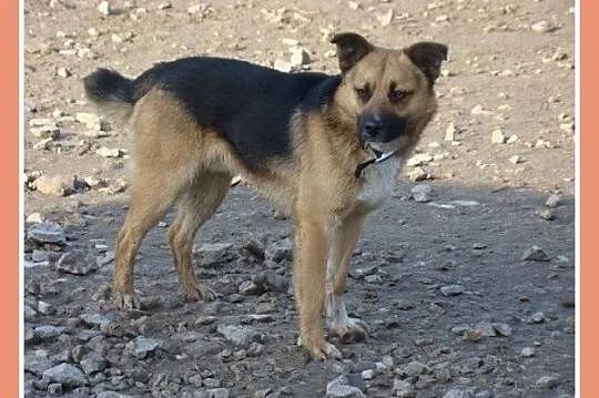 Średni 15 kg psiak EMO, przyjazny, kontaktowy,łago