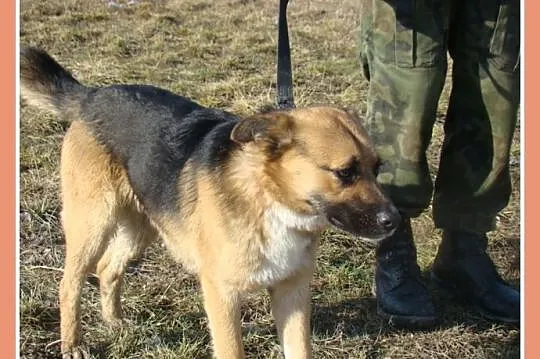 Średni 15 kg psiak EMO, przyjazny, kontaktowy,łago