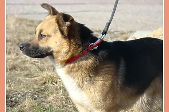 Średni 15 kg psiak EMO, przyjazny, kontaktowy,łago