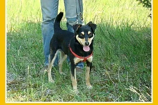 9kg,mały,młody,łagodny,grzeczny piesek KAROLEK.Ado