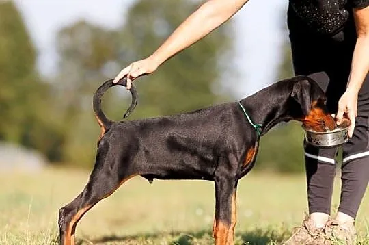 Doberman samiec ZKwP/FCI