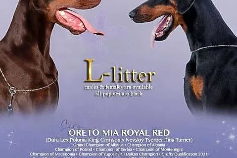 Doberman samiec ZKwP/FCI, Lubuskie, Gorzów Wielkopolski