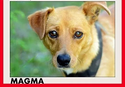 MAGMA,średnia,spokojna,łagodna suczka.ADOPCJA, do