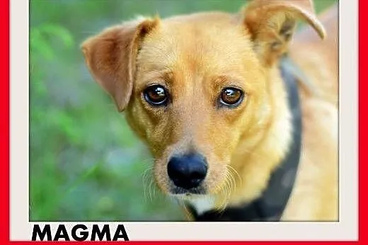MAGMA,średnia,spokojna,łagodna suczka.ADOPCJA,  do
