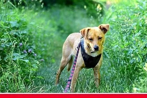 MAGMA,średnia,spokojna,łagodna suczka.ADOPCJA,  do
