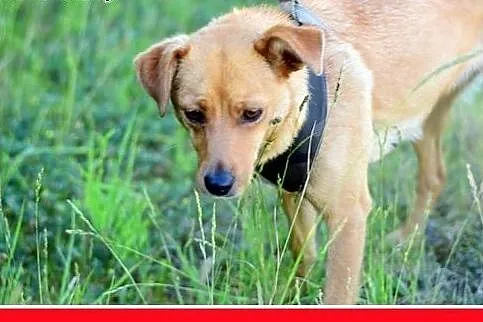 MAGMA,średnia,spokojna,łagodna suczka.ADOPCJA,  do