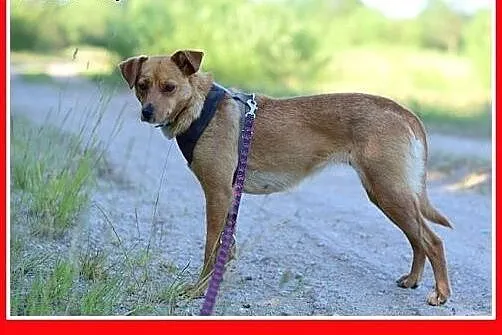 MAGMA,średnia,spokojna,łagodna suczka.ADOPCJA,  do