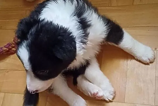 Figa,sunia Border Collie, Łódzkie, Łódź