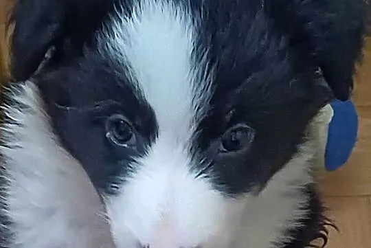 Figa,sunia Border Collie, Łódzkie, Łódź