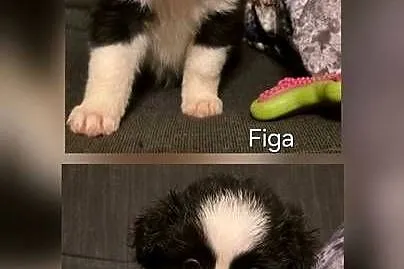 Figa,sunia Border Collie, Łódzkie, Łódź