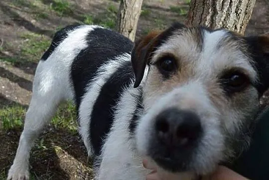 Łagodny, znający psi savoir-vivre Gucio, super pies do adopcji!