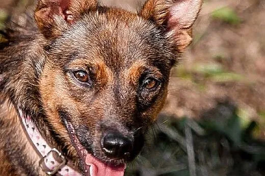 Dafi- 8 kg młodej,  uwielbiającej dzieci, subtelne