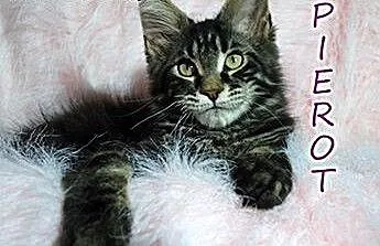 :) Kochane chłopaki Maine coon :), dolnośląskie W