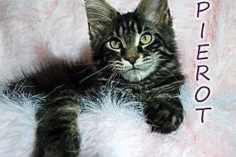 :) Kochane chłopaki Maine coon :),  dolnośląskie W
