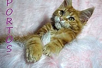 :) Kochane chłopaki Maine coon :),  dolnośląskie W